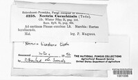 Corinectria fuckeliana image